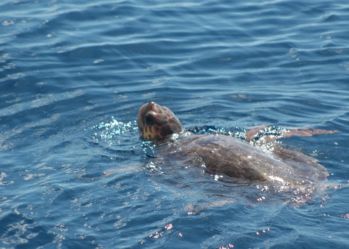 Whale & Dolphin Watching Sailing Excursion in Los Gigantes