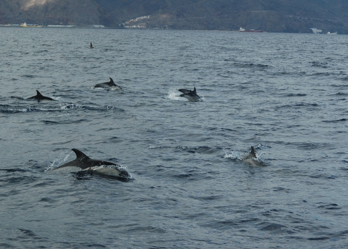 Whale & Dolphin Watching Sailing Excursion in Los Gigantes